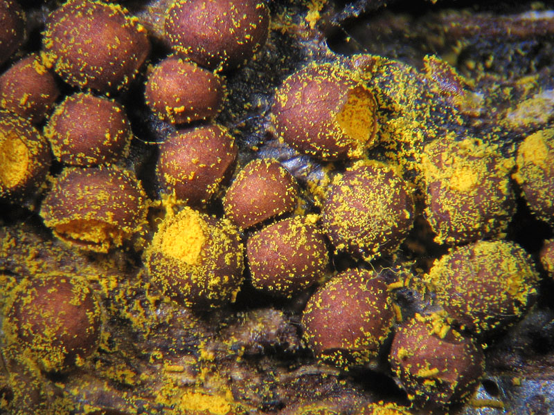 Perichaena corticalis